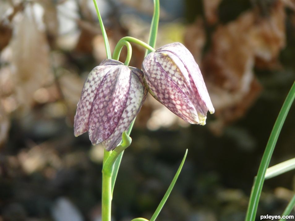 Fritillaria meleagris