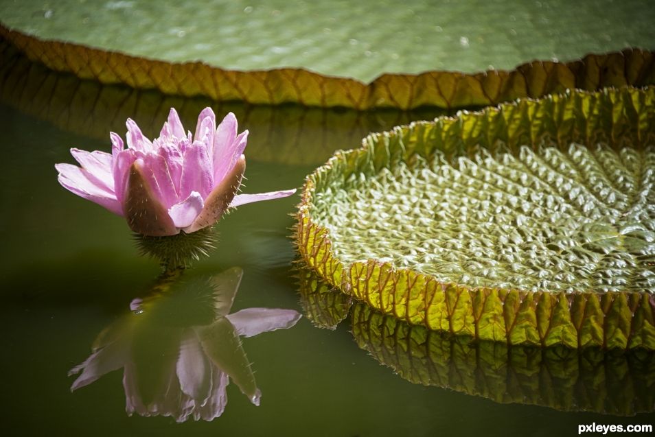 Water Lily