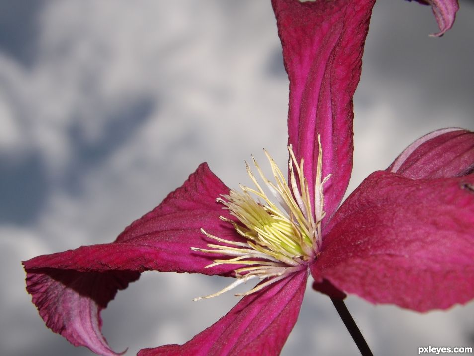 Summer Flower