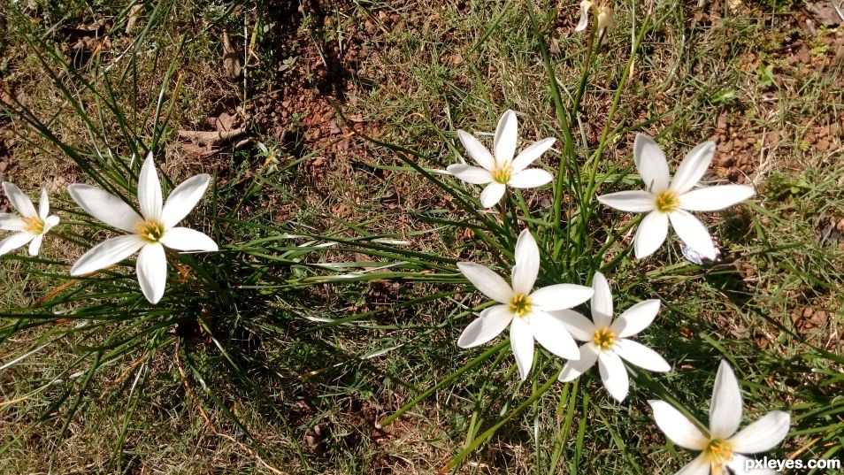 White beauty