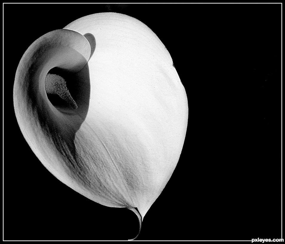 Calla