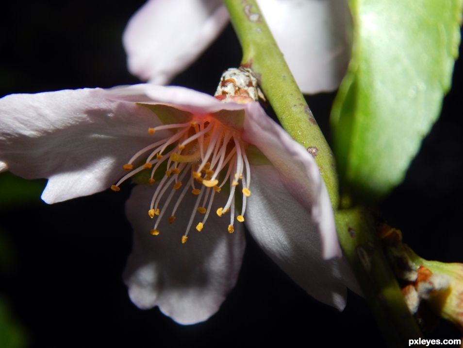 almond blossom