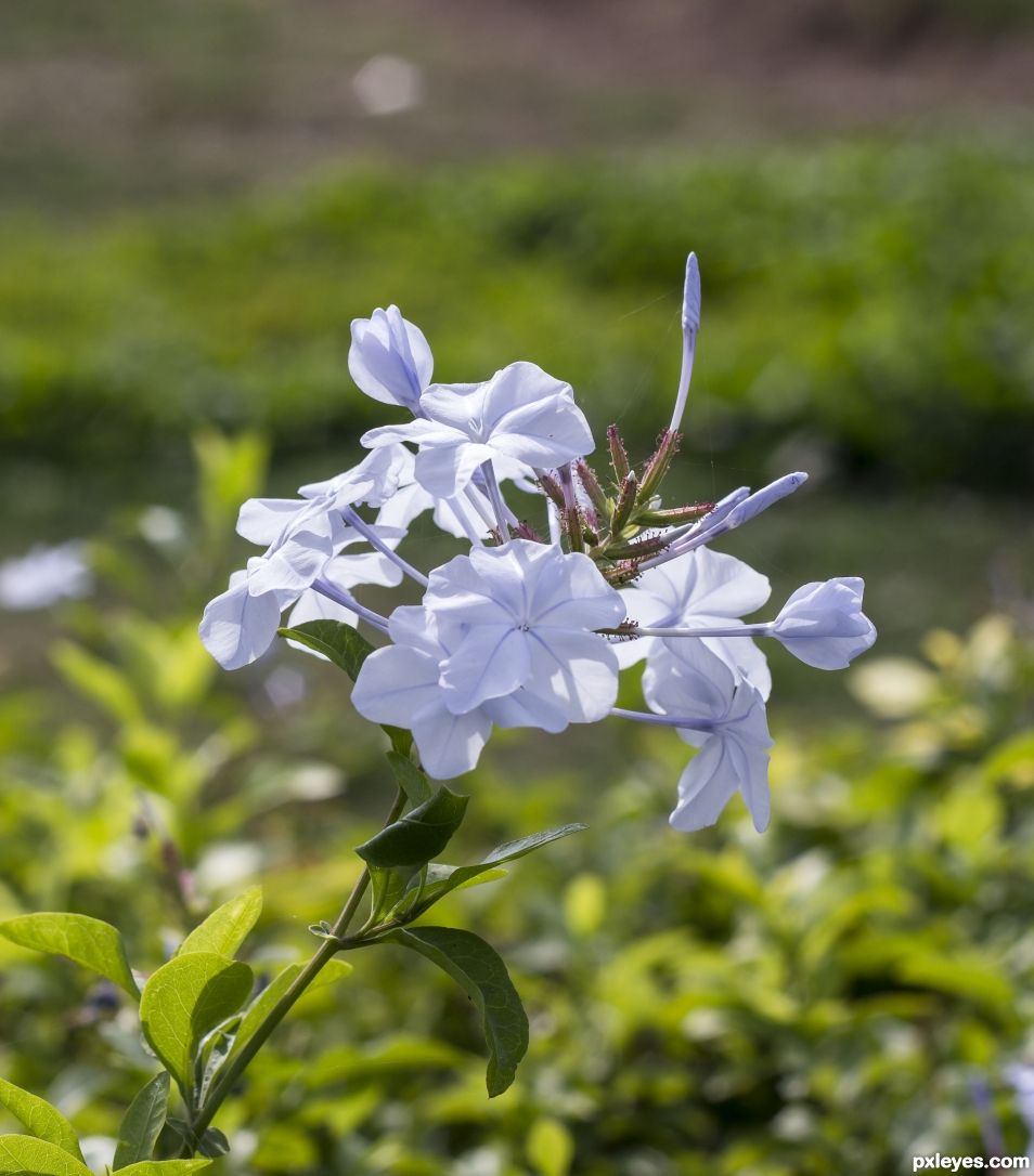 Blue flowers