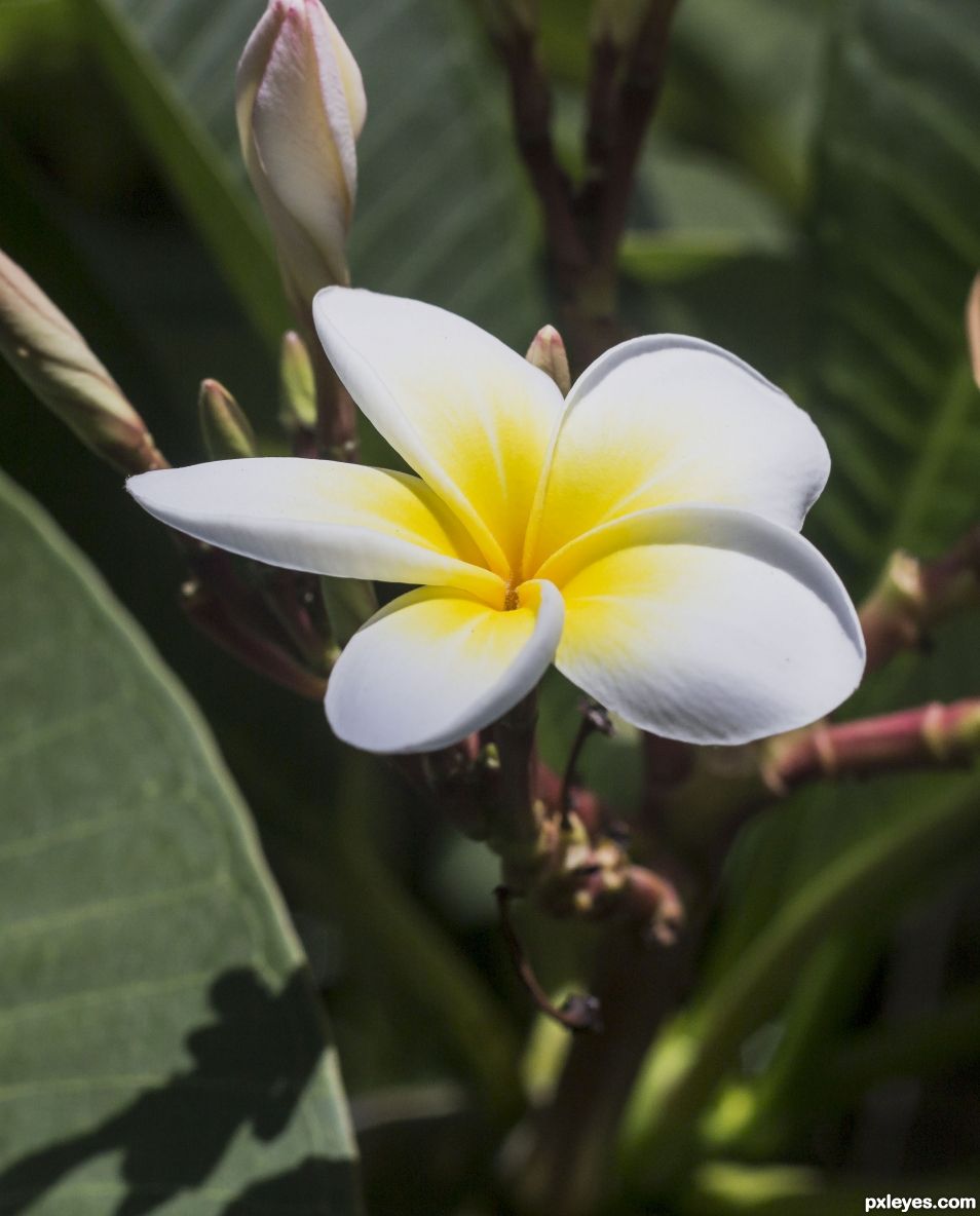 Frangipani flower