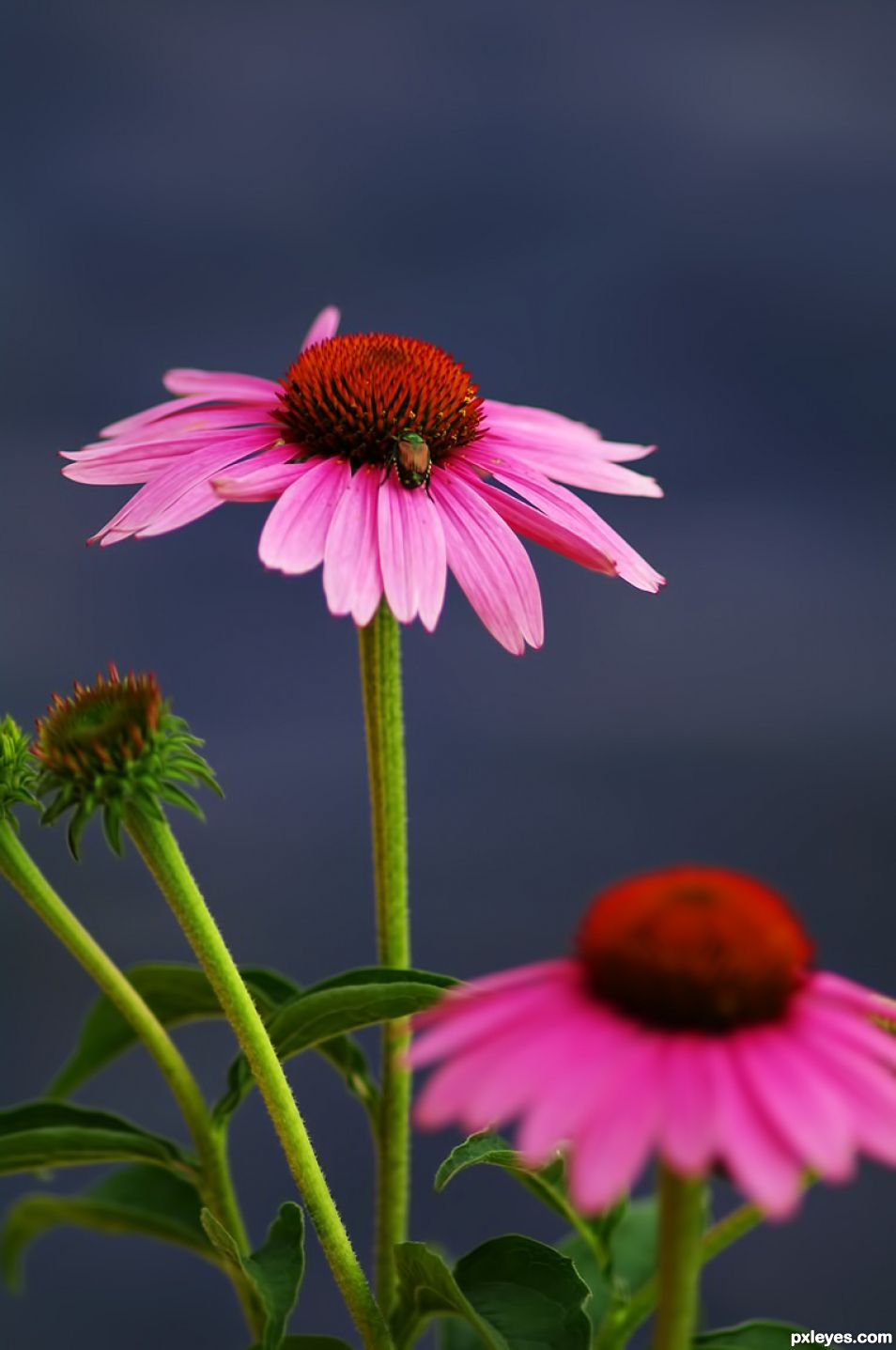 Corn Flowers