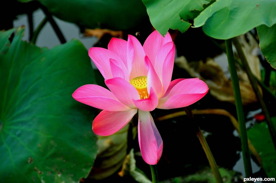 WATER LILY