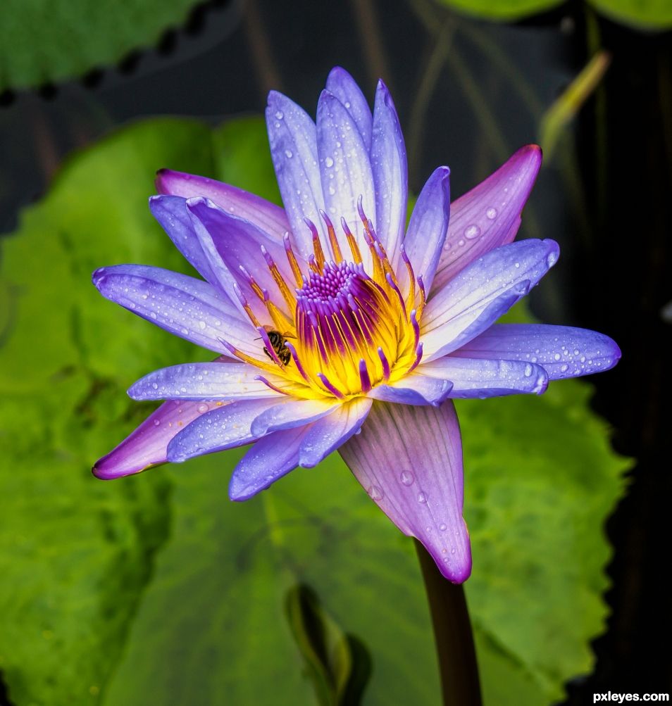 waterlily 