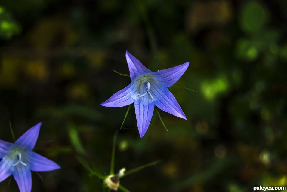 Harebell