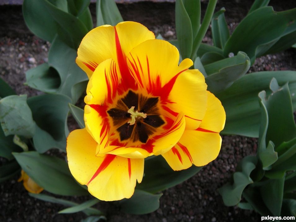 tulipano Italiano