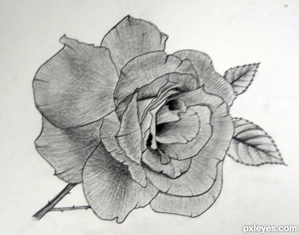 rose flower