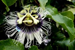 Passion Fruit Flower