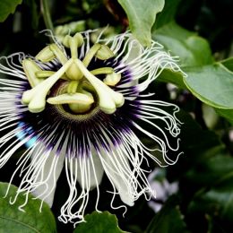 PassionFruitFlower