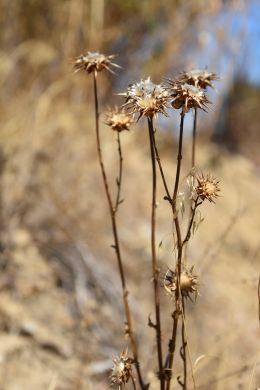 wild flowers