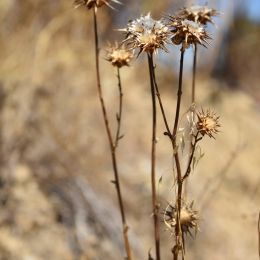 wildflowers