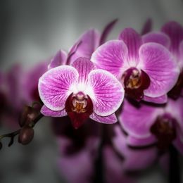 Orchids