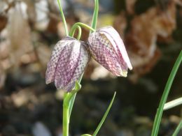 Fritillaria meleagris