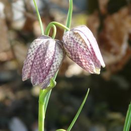 Fritillariameleagris