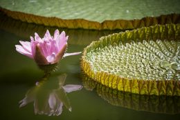 Water Lily