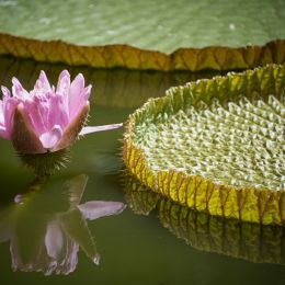 WaterLily