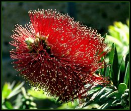 BottleBrush