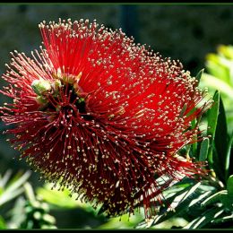 BottleBrush