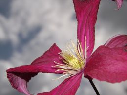 Summer Flower