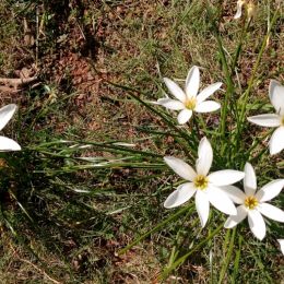 White beauty Picture