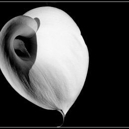 Calla