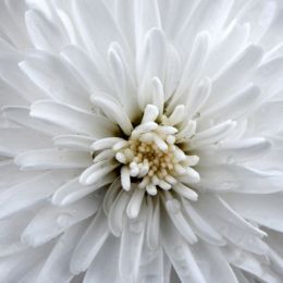 SNOWWHITE