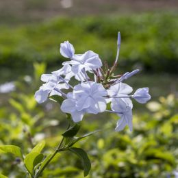 Blueflowers