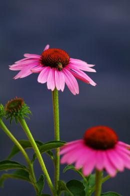 Corn Flowers