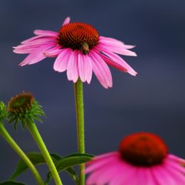 CornFlowers