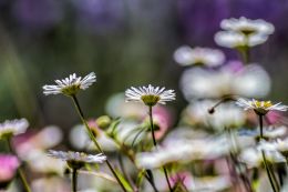 tiny flowers