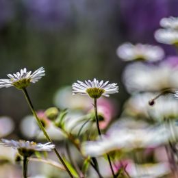 tinyflowers