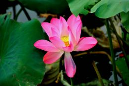 WATER LILY