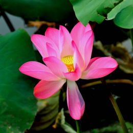 WATERLILY