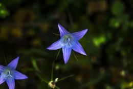 Harebell