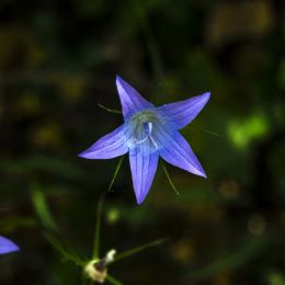 Harebell