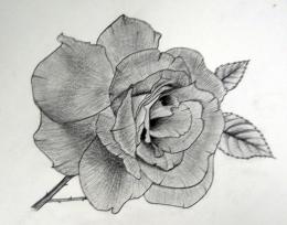 rose flower