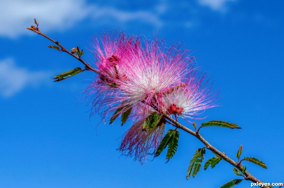 Powder puff flower