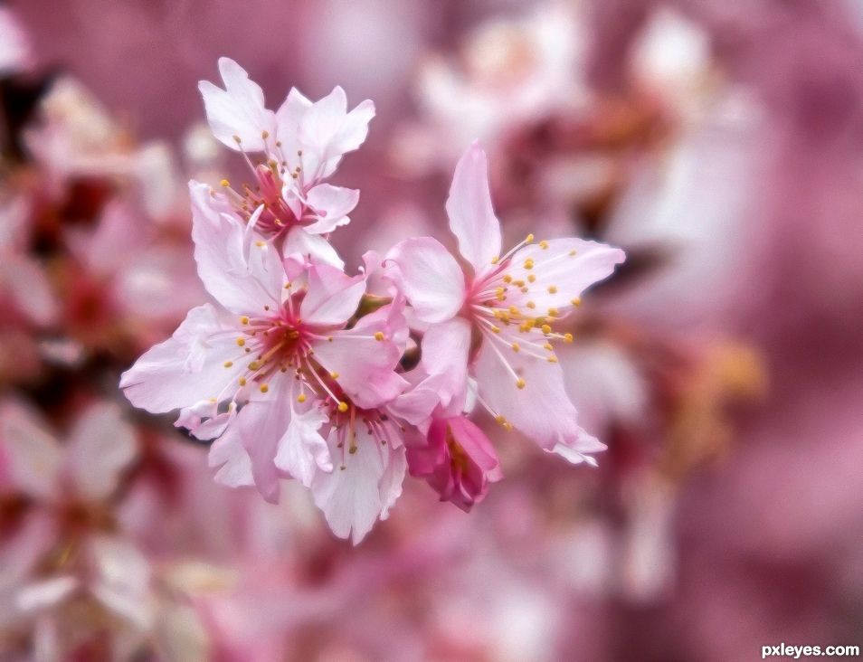 Cherry Blossom