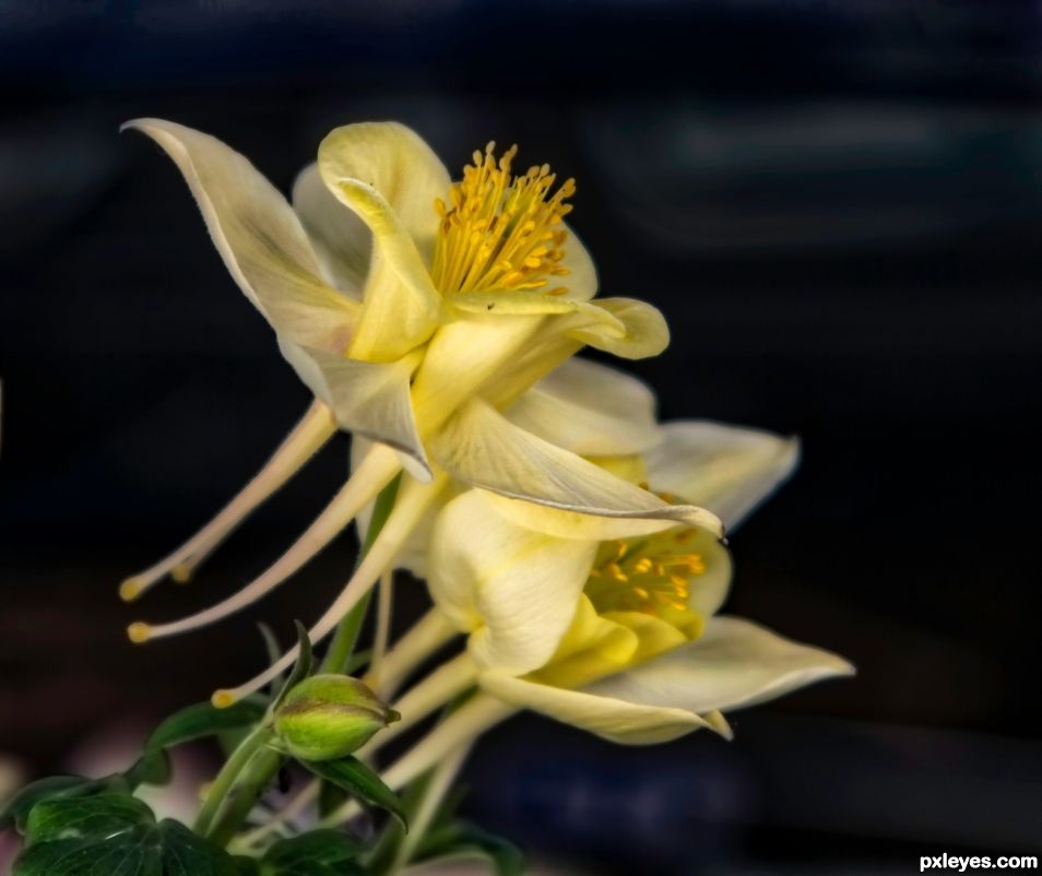 Yellow Grannys Bonnet