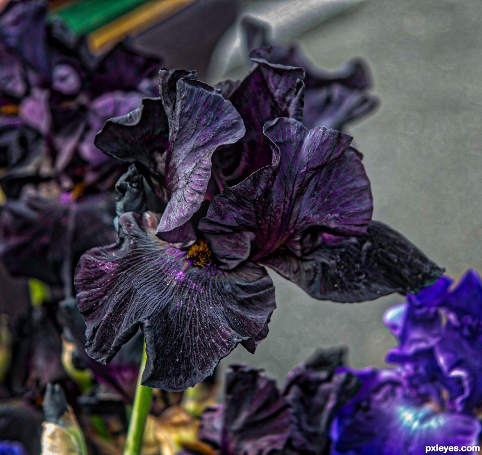 Black Iris