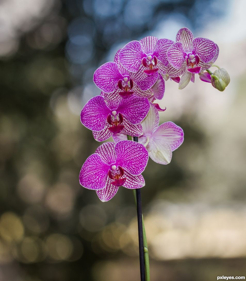 Orchids