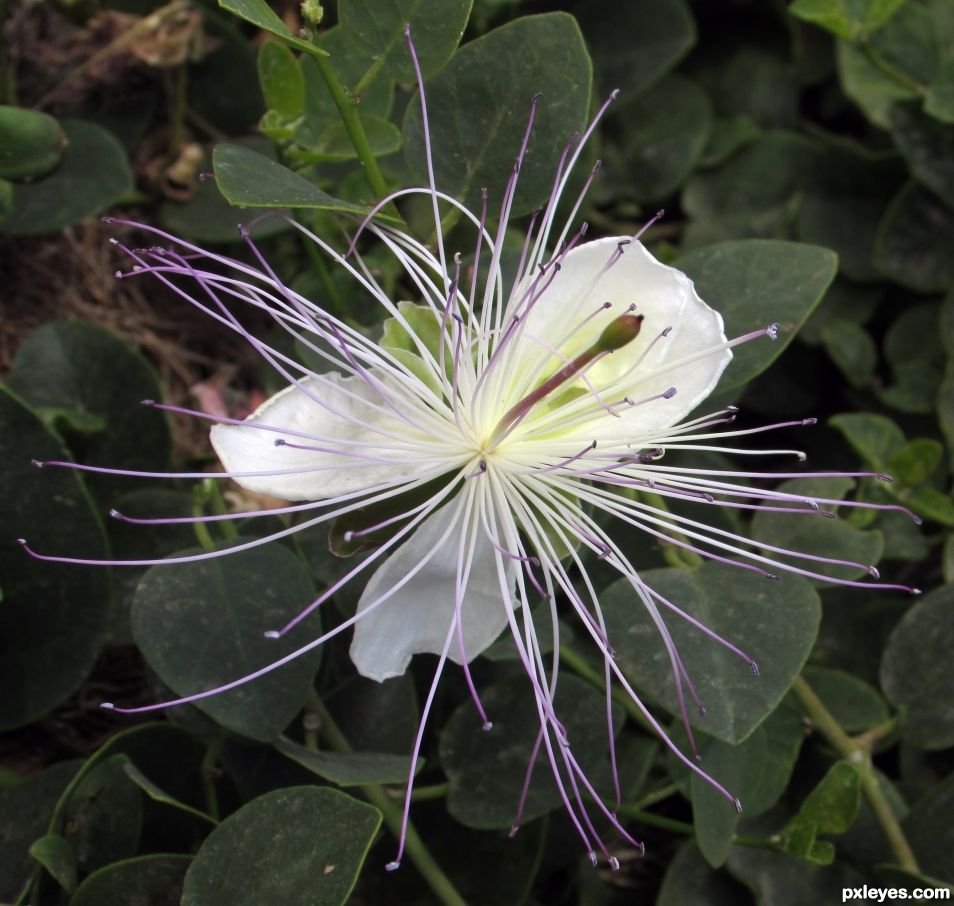 Caper flower