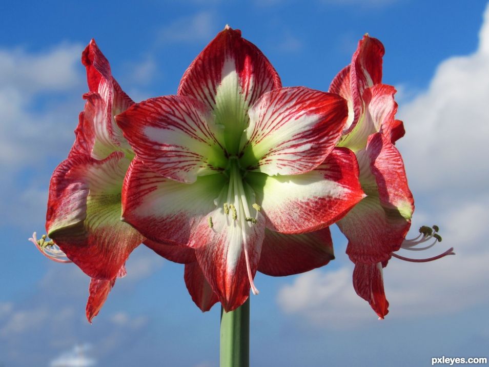 Amaryllis