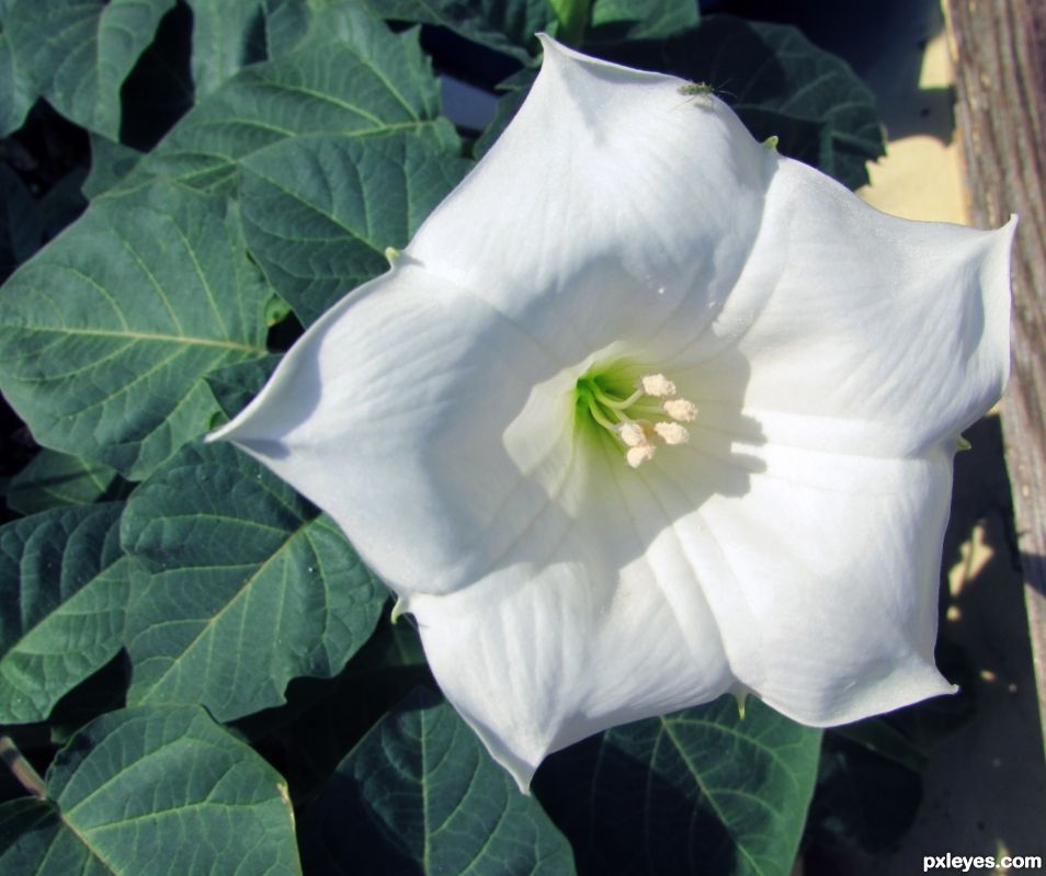 White flower