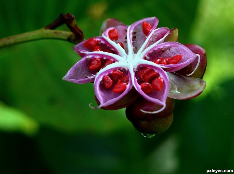 Octopus Flower