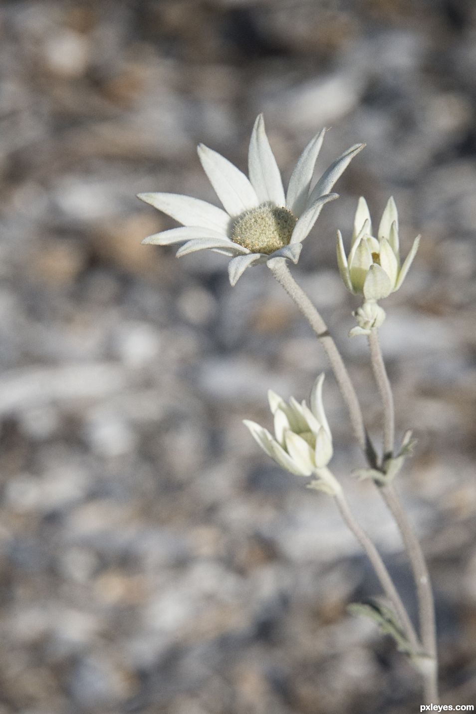 Flannel Flower