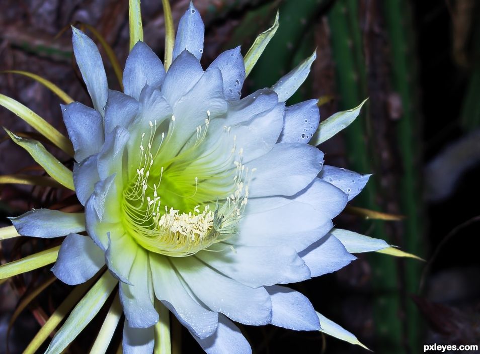 Night Blooming Cereus